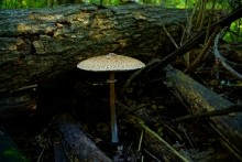 В лесах вокруг хутора Топилин