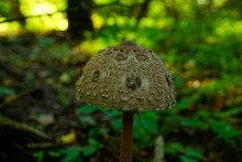 В лесах вокруг хутора Топилин