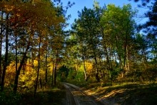 В лесах вокруг хутора Топилин