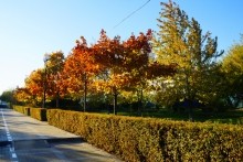 Центральная аллея парка Дружба