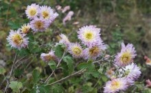 Осенью в саду, дубки