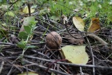 Осенью в саду