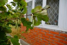 Осенью в саду, лещина