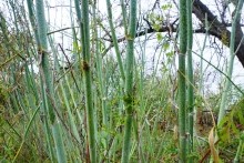 Осенью в саду, фенхель