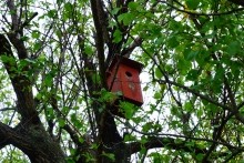 Осенью в саду, скворечник