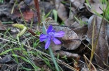 Осенью в саду, цветок