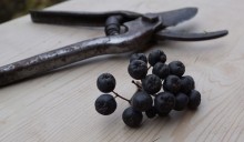 Осенью в саду, арония