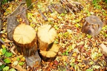 Осенью в саду