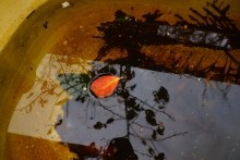 Осенью в саду