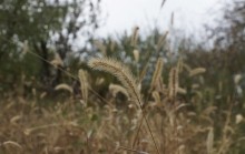 Осенью в саду, сорняки