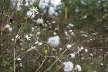 Осенью в саду, осот