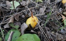 Осенью в саду, груша