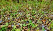 Осенью в саду, сливы