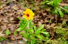 Осенью в саду