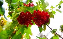 Осенью в саду, калина