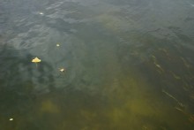 Леса на песках в устье реки Сал