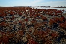 Должанская коса - памятник природы и украшение Меотиды.