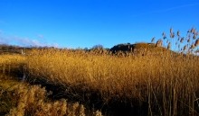 Противотанковые надолбы на рубежах обороны вокруг Ростова-на-Дону. Сухо-Чалтырьское городище.