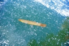 Дон, турецкие каланчи под Азовом. Шахи, Султанийе.