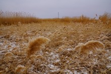 Турецкая каланча Султанийе. Дон у Елизаветинской и хутора Коса. В камышах.