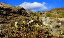 Дальние скалы, Садковские скалы, Зайцевские скалы. Фиалки на скалах.