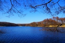 Ольховый лес на Кундрючьей