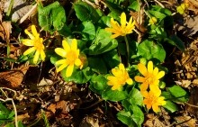 Весна на скалах и в лесах реки Кундрючьей