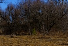 Весна на скалах и в лесах реки Кундрючьей