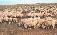 А. Суичмезов, Родная Донщина.