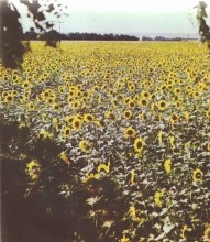 А. Суичмезов, Родная Донщина.