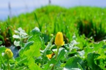 Весенние и древние берега Меотиды.