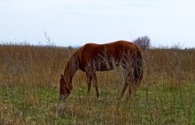 Редут у хутора Полушкин на берегу ерикаЛагутник построенный во времена Крымской войны для защиты Ростова.