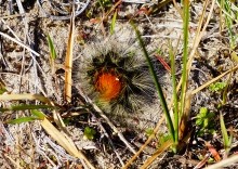 Редут у хутора Полушкин на берегу ерика Лагутник построенный во времена Крымской войны для защиты Ростова.