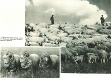 В краю донском, фотоальбом 1959 г.