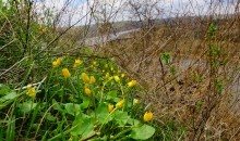 Скалы на берегу Северского Донца у поселка Коксовый, Бородиновский лес, терриконы, цветущие абрикосы и другие красоты края.