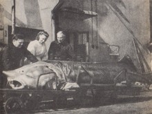 Промышленность Дона Ростовский холодильник