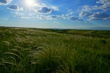 Ковыль на Тузлове.