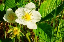 Цветы земляники