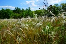 Удивительно красивый Бородиновский лес и скалы по берегам Северского Донца.