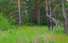 Удивительно красивый Бородиновский лес и скалы по берегам Северского Донца.