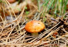 Удивительно красивый Бородиновский лес и скалы по берегам Северского Донца.