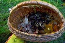 Удивительно красивый Бородиновский лес и скалы по берегам Северского Донца.