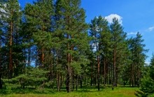 Удивительно красивый Бородиновский лес и скалы по берегам Северского Донца.