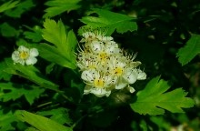 Удивительно красивый Бородиновский лес и скалы по берегам Северского Донца.