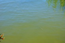 Место слияния Дона и Северского Донца у островов Куркин и Чебачий.