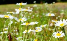 Место слияния Дона и Северского Донца у островов Куркин и Чебачий.