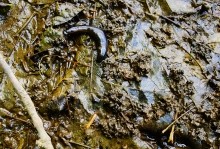 Исток Темерника - самой ростовской реки.