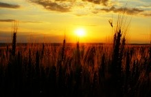 Закат на хлебном поле