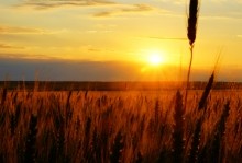 Закат на хлебном поле