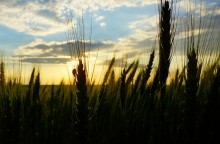 Закат на хлебном поле